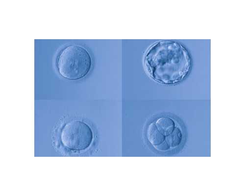 供卵代生网,供卵代母公司,湛江三代供卵代怀助孕生孩子费用要多少钱